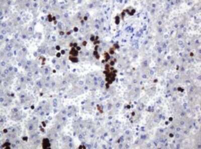 Immunohistochemistry: Hemogen Antibody (OTI2D7) - Azide and BSA Free [NBP2-72005] - Analysis of Human liver tissue. (Heat-induced epitope retrieval by 1 mM EDTA in 10mM Tris, pH8.5, 120C for 3min)