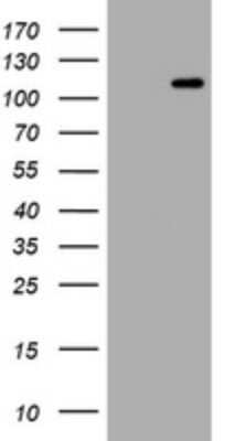 Western Blot: Hemogen Antibody (OTI2D7) - Azide and BSA Free [NBP2-72005] - Analysis of HEK293T cells were transfected with the pCMV6-ENTRY control (Left lane) or pCMV6-ENTRY Hemogen.