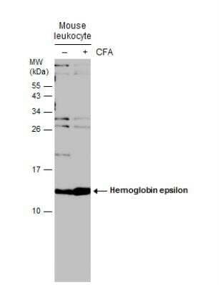 Western Blot: Hemoglobin epsilon Antibody [NBP2-43557] - Untreated (-) and treated (+) mouse tissue extracts (30 ug) were separated by 15% SDS-PAGE, and the membrane was blotted with Hemoglobin epsilon antibody [N1N2], N-term. (CFA =  Complete Freund's adjuvant)