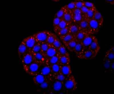 Immunocytochemistry/Immunofluorescence: HBG1/2 Antibody (JM84-10) [NBP2-66885] - Staining HBG1/2 in PC-12 cells (red). The nuclear counter stain is DAPI (blue). Cells were fixed in paraformaldehyde, permeabilised with 0.25% Triton X100/PBS.