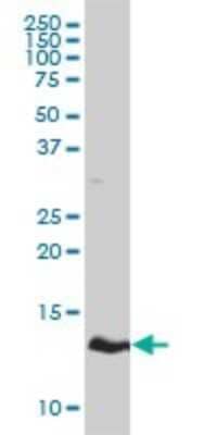 Western Blot: Hemoglobin zeta Antibody (3C4-1D5) [H00003050-M01] - HBZ monoclonal antibody (M01), clone 3C4-1D5 Analysis of HBZ expression in K-562.