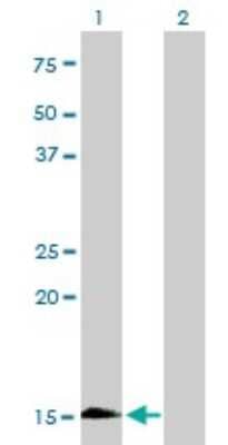 Western Blot: Hemoglobin zeta Antibody (3C4-1D5) [H00003050-M01] - Analysis of HBZ expression in transfected 293T cell line by HBZ monoclonal antibody (M01), clone 3C4-1D5.Lane 1: HBZ transfected lysate(15.6 KDa).Lane 2: Non-transfected lysate.