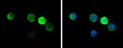 Immunocytochemistry/Immunofluorescence: Hemoglobin zeta Antibody (GT1544) [NBP3-13543] - Hemoglobin zeta antibody [GT1544] detects Hemoglobin zeta protein at cytoplasm by immunofluorescent analysis. Sample: K562 cells were fixed in 4% paraformaldehyde at RT for 15 min. Green: Hemoglobin zeta protein stained by Hemoglobin zeta antibody [GT1544] (NBP3-13543) diluted at 1:500. Blue: Hoechst 33342 staining.