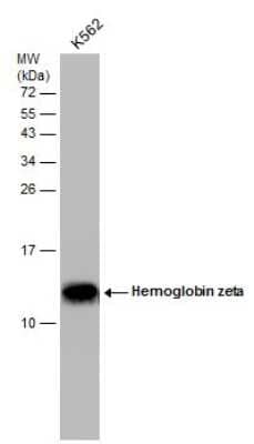 Western Blot: Hemoglobin zeta Antibody (GT1544) [NBP3-13543] - Whole cell extract (30 ug) was separated by 15% SDS-PAGE, and the membrane was blotted with Hemoglobin zeta antibody [GT1544] (NBP3-13543) diluted at 1:1000.