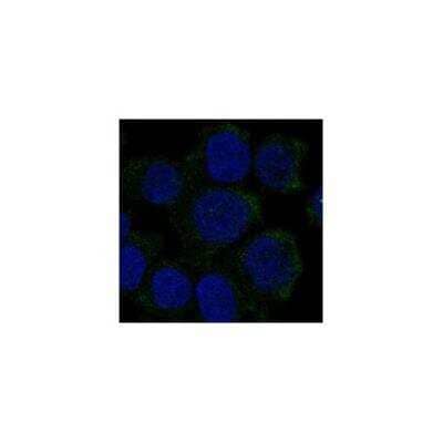 Immunocytochemistry/Immunofluorescence: Hemoglobin zeta Antibody [NBP3-17720] - Staining of human cell line HEL shows localization to cytosol.