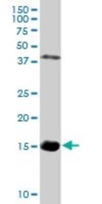 Western Blot: Hemoglobin zeta Antibody [H00003050-D01P] - Analysis of HBZ expression in mouse lung.