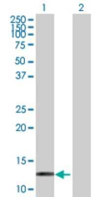 Western Blot: Hemoglobin zeta Antibody [H00003050-D01P] - Analysis of HBZ expression in transfected 293T cell line by HBZ polyclonal antibody.Lane 1: HBZ transfected lysate(15.60 KDa).Lane 2: Non-transfected lysate.