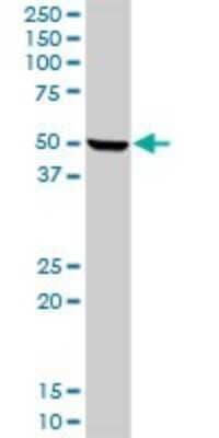 Western Blot: Hemopexin Antibody [H00003263-D01P] - Analysis of HPX expression in mouse liver.