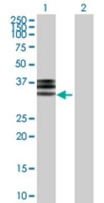 Western Blot: Hemopexin Antibody [H00003263-D01P] - Analysis of HPX expression in transfected 293T cell line by HPX polyclonal antibody.Lane 1: HPX transfected lysate(28.60 KDa).Lane 2: Non-transfected lysate.