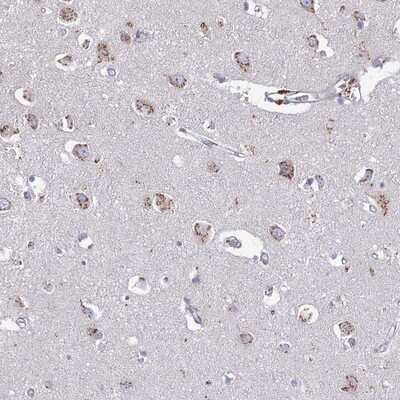 Immunohistochemistry-Paraffin: Heparan Sulfate 2-O-Sulfotransferase 1/HS2ST1 Antibody [NBP1-91982] - Staining of human cerebral cortex shows granular cytoplasmic positivity in neuronal cells.