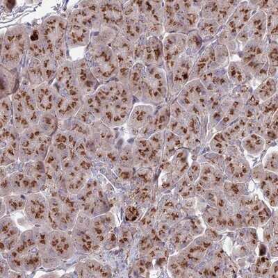 Immunohistochemistry-Paraffin Heparan Sulfate 2-O-Sulfotransferase 1/HS2ST1 Antibody