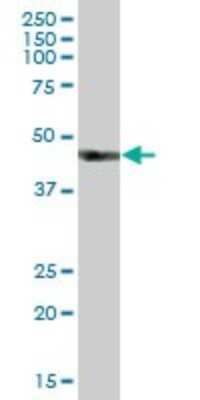 Western Blot: Heparan Sulfate 2-O-Sulfotransferase 1/HS2ST1 Antibody [H00009653-B01P] - Analysis of HS2ST1 expression in human liver.