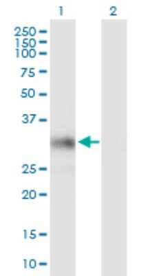 Western Blot: Heparan Sulfate 2-O-Sulfotransferase 1/HS2ST1 Antibody [H00009653-B01P] - Analysis of HS2ST1 expression in transfected 293T cell line by HS2ST1 polyclonal antibody.  Lane 1: HS2ST1 transfected lysate(25.19 KDa). Lane 2: Non-transfected lysate.
