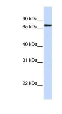 Western Blot: Heparan Sulfate 2-O-Sulfotransferase 1/HS2ST1 Antibody [NBP1-79293] - 721_B cell lysate, concentration 0.2-1 ug/ml.