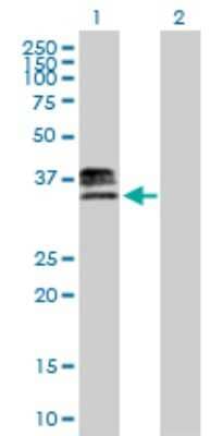 Western Blot: Heparan Sulfate 3-O-Sulfotransferase 1/HS3ST1 Antibody [H00009957-B01P] - Analysis of HS3ST1 expression in transfected 293T cell line by HS3ST1 polyclonal antibody.  Lane 1: HS3ST1 transfected lysate(33.77 KDa). Lane 2: Non-transfected lysate.