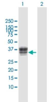 Western Blot: Heparan Sulfate 3-O-Sulfotransferase 1/HS3ST1 Antibody [H00009957-D01P] - Analysis of HS3ST1 expression in transfected 293T cell line by HS3ST1 polyclonal antibody.Lane 1: HS3ST1 transfected lysate(35.80 KDa).Lane 2: Non-transfected lysate.