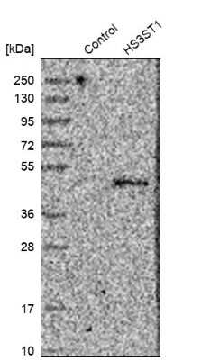 Western Blot: Heparan Sulfate 3-O-Sulfotransferase 1/HS3ST1 Antibody [NBP1-89375] - Analysis in control (vector only transfected HEK293T lysate) and HS3ST1 over-expression lysate (Co-expressed with a C-terminal myc-DDK tag (3.1 kDa) in mammalian HEK293T cells).