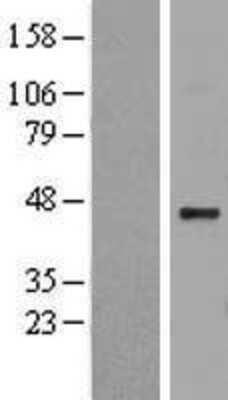 Western Blot: Heparan sulfate 2-O-sulfotransferase 1 Overexpression Lysate (Adult Normal) [NBL1-11712] Left-Empty vector transfected control cell lysate (HEK293 cell lysate); Right -Over-expression Lysate for Heparan sulfate 2-O-sulfotransferase 1.