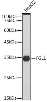 Western Blot: Hepassocin/FGL1 Antibody (5M3E6) [NBP3-16003] - Western blot analysis of extracts of HepG2 cells, using Hepassocin/FGL1 antibody (NBP3-16003) at 1:1000 dilution. Secondary antibody: HRP Goat Anti-Rabbit IgG (H+L) at 1:10000 dilution. Lysates/proteins: 25ug per lane. Blocking buffer: 3% nonfat dry milk in TBST. Detection: ECL Basic Kit. Exposure time: 90s.