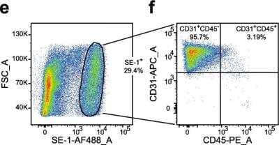 Flow Cytometry: Hepatic Sinusoidal Endothelial Cells Antibody (SE-1) [Alexa Fluor® 488] [NB110-68095AF488] - Representative sequential gating during flow cytometry analysis of rat non-parenchymal liver cells (n = 4). Cells were labeled with antibodies to SE-1 (NB110-68095AF488), CD31, and CD45 (NB100-64895PE). LSECs were then identified as SE-1-Alexa488+ cells (e), and the biexponential CD45-PE/CD31-APC of events (f) were used to display and select the CD45+ CD31+ subsets of LSECs. FMOs (used for gating), and single antibody staining controls are shown in Additional file. Image collected and cropped by CiteAb from the following publication (//pubmed.ncbi.nlm.nih.gov/33246411/) licensed under a CC-BY license.