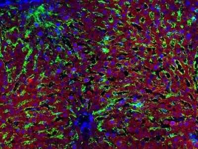 Immunohistochemistry-Frozen: Hepatic Sinusoidal Endothelial Cells Antibody (SE-1) - Azide and BSA Free [NBP2-80759] - Frozen rat liver tissue sections. DAPI (blue), SE1 (green), cytochrome P450 (red). Tissue sections were acetone fixed. SE1 antibody at 1:500, incubated at 4C overnight. Multiplexed with cytochrome P450 from another vendor. IHC-Fr image submitted by a veri