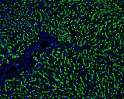 Immunohistochemistry: Hepatic Sinusoidal Endothelial Cells Antibody (SE-1) - Azide and BSA Free [NBP2-80759] - Analysis of frozen normal rat liver tissue sections using anti-Hepatic Sinusoidal Endothelial Cells antibody (green). Nuclei were counterstained with DAPI (blue). Image from verified customer review. Image from the standard format of this antibody.