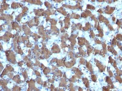 Immunohistochemistry-Paraffin: Hepatocyte Specific Antigen Antibody (HepPar1) - Azide and BSA Free [NBP3-08970] - Formalin-fixed, paraffin-embedded human Liver stained with Hepatocyte Specific Antigen Mouse Monoclonal Antibody (HepPar1).