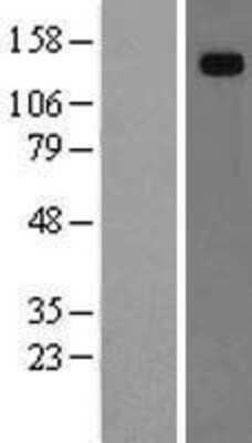 Western Blot: Hephaestin Overexpression Lysate (Adult Normal) [NBL1-11506] Left-Empty vector transfected control cell lysate (HEK293 cell lysate); Right -Over-expression Lysate for Hephaestin.