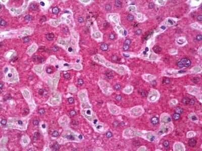 Immunohistochemistry-Paraffin: Hepsin Antibody [NBP2-11507] - Analysis of anti-HPN / Hepsin antibody with human liver at concentration 5 ug/ml.