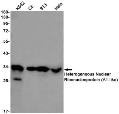 Western Blot: Heterogeneous Nuclear Ribonucleoprotein (A1-like) Antibody (S05-8G1) [NBP3-19959] - Western blot detection of Heterogeneous Nuclear Ribonucleoprotein (A1-like) in K562, C6, 3T3, Hela cell lysates using NBP3-19959 (1:1000 diluted). Predicted band size: 34kDa. Observed band size: 34kDa.
