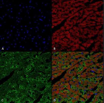 Immunohistochemistry Hexanoyl-Lysine adduct Antibody (5D9) - BSA Free