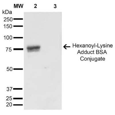 Western Blot Hexanoyl-Lysine adduct Antibody (5D9) - BSA Free