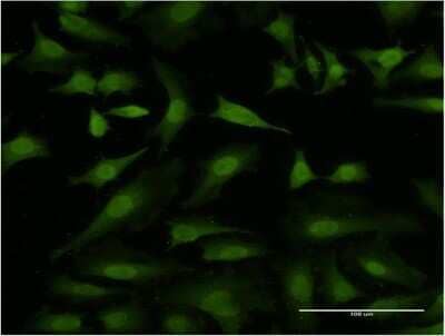 Immunocytochemistry/Immunofluorescence: Hexim 1 Antibody (1H5) [H00010614-M10] - Analysis of monoclonal antibody to HEXIM1 on HeLa cell. Antibody concentration 10 ug/ml