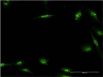 Immunocytochemistry/Immunofluorescence: Hexim 1 Antibody (4G4) [H00010614-M01] - Analysis of monoclonal antibody to HEXIM1 on HeLa cell . Antibody concentration 10 ug/ml.