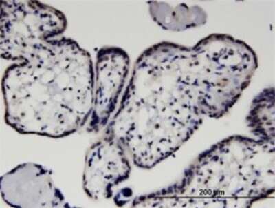 Immunohistochemistry-Paraffin: Hexim 1 Antibody (4G4) [H00010614-M01] - Analysis of monoclonal antibody to HEXIM1 on formalin-fixed paraffin-embedded human placenta. Antibody concentration 1.5 ug/ml.