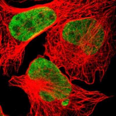 Immunocytochemistry/Immunofluorescence: Hexim 1 Antibody [NBP1-85559] - Immunofluorescent staining of human cell line U-2 OS shows localization to nucleoplasm.