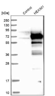 Western Blot: Hexim 1 Antibody [NBP1-85559] - Analysis in control (vector only transfected HEK293T lysate) and HEXIM1 over-expression lysate (Co-expressed with a C-terminal myc-DDK tag (3.1 kDa) in mammalian HEK293T cells).