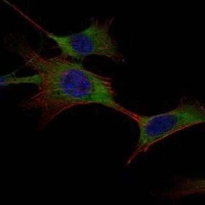 Immunocytochemistry/Immunofluorescence: Hexokinase 1 Antibody (3A10) [NBP1-51644] - Analysis of NIH/3T3 cells using HK1 mouse mAb (green). Blue: DRAQ5 fluorescent DNA dye. Red: Actin filaments have been labeled with Alexa Fluor-555 phalloidin.