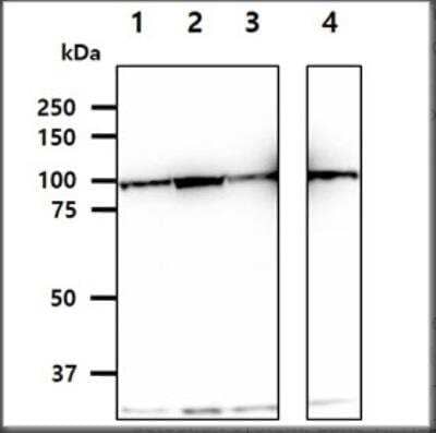 Western Blot: Hexokinase 1 Antibody (4D7) [NBP1-04295] - The cell lysates (40ug) were resolved by SDS-PAGE, transferred to PVDF membrane and probed with anti-human Hexokinase antibody (1:1000). Proteins were visualized using a goat anti-mouse secondary antibody conjugated to HRP and an ECL detection system. Lane 1.: HepG2 cell lysate Lane 2.: HeLa cell lysate Lane 3.: Jurkat cell lysate Lane 4.: K562 cell lysate