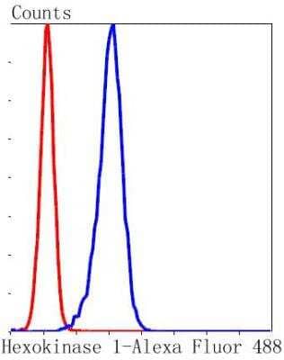 Flow Cytometry: Hexokinase 1 Antibody (ST47-05) [NBP2-67503] - Flow cytometric analysis of K562 cells with Hexokinase 1 antibody at 1/50 dilution (blue) compared with an unlabelled control (cells without incubation with primary antibody; red). Alexa Fluor 488-conjugated goat anti rabbit IgG was used as the secondary antibody.