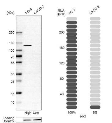 Western Blot: Hexokinase 1 Antibody [NBP1-85789] - Analysis in human cell line PC-3 and human cell line CACO-2.