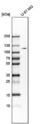 Western Blot: Hexokinase 2 Antibody [NBP1-90922] - Analysis in human cell line U-87 MG.