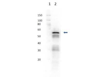 Western Blot: Hexokinase 2 Antibody [NBP2-44234] - Western Blot of Rabbit Hexokinase 2 2 antibody. Lane 1: Molecular Weight Marker. Lane 2: Hexokinase 2. Primary Antibody: Anti-Hexokinase 2 at 1:1000 overnight in 2-8C. Secondary Antibody: Goat Anti-Rabbit IgG HRP at 1:40,000 for 30 mins at RT. Block: Blocking buffer for 30 mins at RT. Expect MW: ~54kDa.