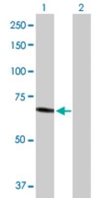Western Blot: Hexosaminidase A/HEXA Antibody [H00003073-D01P] - Analysis of HEXA expression in transfected 293T cell line by HEXA polyclonal antibody.Lane 1: HEXA transfected lysate(60.70 KDa).Lane 2: Non-transfected lysate.