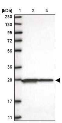 Western Blot: Hikeshi Antibody [NBP1-83174] - Lane 1: Marker  [kDa] 230, 130, 95, 72, 56, 36, 28, 17, 11.  Lane 2: Human cell line RT-4.  Lane 3: Human cell line U-251MG