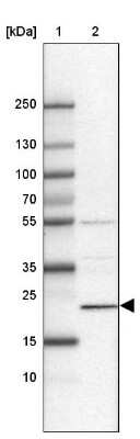 Western Blot: Hikeshi Antibody [NBP2-33986] - Lane 1: Marker [kDa] 250, 130, 100, 70, 55, 35, 25, 15, 10Lane 2: Human cell line CACO-2
