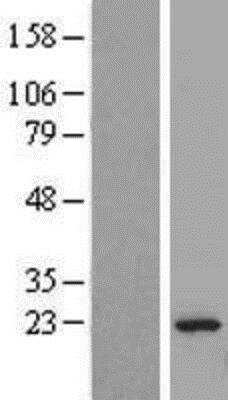 Western Blot: Hikeshi Overexpression Lysate (Native) [NBL1-08119] - Left-Empty vector transfected control cell lysate (HEK293 cell lysate); Right -Hikeshi Overexpression Lysate (Native).