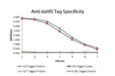 ELISA: His Tag Antibody (33D10.D2.G8) [Biotin] [NBP1-42782] - ELISA of Mouse anti-6xHIS Tag Antibody. Antigen: HIS-tagged purified protein and E. coli cell lysates expressing HIS-Tagged construct, GST- and RON-tagged purified proteins. Coating amount: 0.15 ug per well. Primary antibody: 6xHIS Tag antibody at 100 ug/mL. Dilution series: 2-fold. Mid-point concentration: 200 ng/mL. Secondary antibody: Peroxidase mouse secondary antibody at 1:10,000. Substrate: TMB