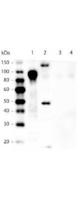Western Blot: His Tag Antibody (33D10.D2.G8) [DyLight 405] [NBP1-97328] - Western Blot of His Tag antibody (33D10.D2.G8) [DyLight 405].Lane 1: 100ng Purified histidine-tagged recombinant protein.Lane 2: 200ng E. coli cell lysate containing histidine-tagged expression construct.Lane 3: 100ng Purified GST-tagged recombinant protein.Lane 4: 100ng Purified FLAG-tagged recombinant protein.Primary antibody: Mouse anti-His Tag antibody at 1:5,000 overnight at 4C.Secondary antibody: Peroxidase mouse secondary antibody at 1:20,000 for 30 min at RT.Block: 5% BLOTTO for 1 hr at RT.