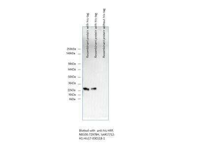 Western Blot: His Tag Antibody (His17) [HRP] [NB100-72978H] - Human recombinant protein with HRP conjugated His-tag. Western blot image submitted by a verified customer review.